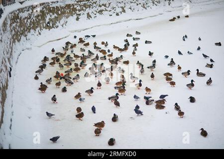 Eine große Herde eiskalter Enten auf dem Eis in Sankt Petersburg, Russland Stockfoto