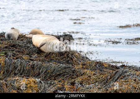 Goldene Robbe liegt auf den felsigen Klippen am Ytri Tunga Strand in Island Stockfoto