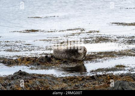 Goldene Robbe liegt auf den felsigen Klippen am Ytri Tunga Strand in Island Stockfoto