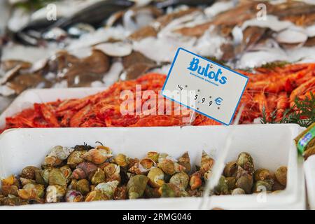 Frische Buccinidae Schnecken auf dem Bauernmarkt in Paris, Frankreich. Typischer europäischer Fischmarkt Stockfoto