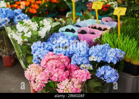 Hydrangea Blumen auf dem Bauernmarkt in Paris, Frankreich. Typischer europäischer Blumenladen Stockfoto