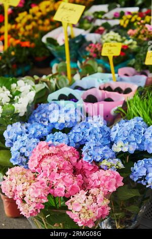 Hydrangea Blumen auf dem Bauernmarkt in Paris, Frankreich. Typischer europäischer Blumenladen Stockfoto