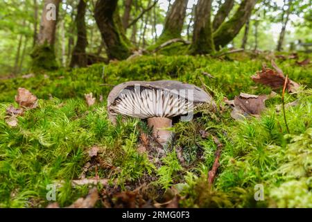 Schwarzfärbende Brittlegill (Russula nigricans), die durch ein Moosbett auf einem Waldboden wächst Herefordshire UK August 2023 Stockfoto