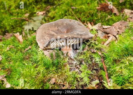 Schwarzfärbende Brittlegill (Russula nigricans), die durch ein Moosbett auf einem Waldboden wächst Herefordshire UK August 2023 Stockfoto