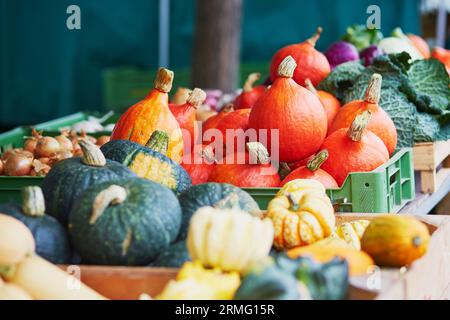 Reife Kürbisse auf dem landwirtschaftlichen Bauernmarkt in Deutschland. Frisches, gesundes Bio-Obst und Gemüse im Lebensmittelgeschäft oder Supermarkt Stockfoto