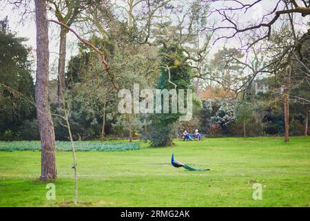 Pfauen und Gänse im Bagatelle Park von Bois de Boulogne in Paris, Frankreich Stockfoto