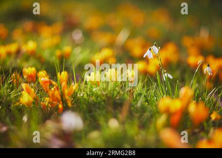 Schöne gelbe Krokusse und Schneeglöckchen im grünen Gras an einem Frühlingstag Stockfoto