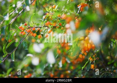 Orange reife Äpfel auf einem Zweig von Krabbenapfel, auch bekannt als Pflaumenblättrige oder chinesische Apfelbaum Stockfoto
