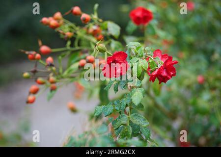 Nahaufnahme eines Hagebuttenastes mit Knospen und Blüten an einem Herbsttag Stockfoto