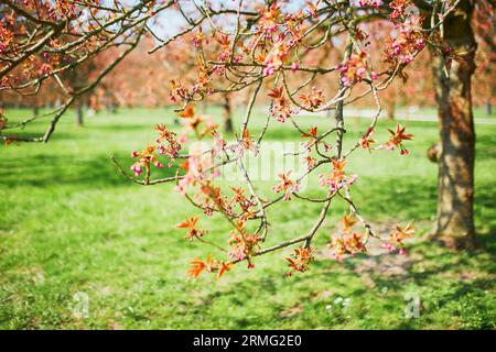 Zweig eines Kirschbaums mit rosa Blumen, die zu blühen beginnen. Kirschblütensaison im Frühling Stockfoto