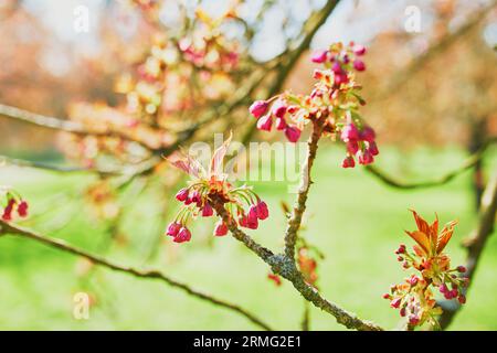 Zweig eines Kirschbaums mit rosa Blumen, die zu blühen beginnen. Kirschblütensaison im Frühling Stockfoto