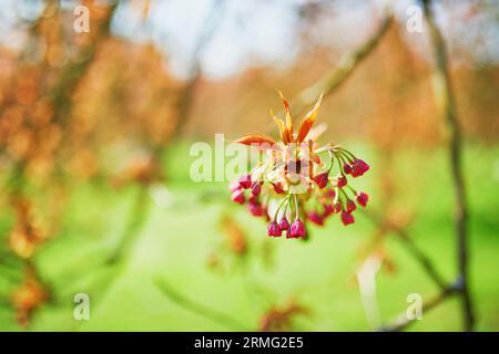 Zweig eines Kirschbaums mit rosa Blumen, die zu blühen beginnen. Kirschblütensaison im Frühling Stockfoto