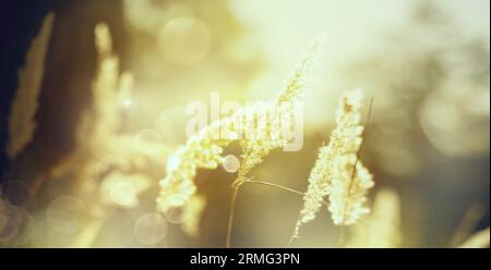 Kunst verschwommener Herbst sonniger Naturlandschaftshintergrund Stockfoto