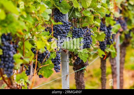 Viele Reben mit blauen Trauben auf alten Reben, Rheinland-Pfalz, Deutschland Stockfoto