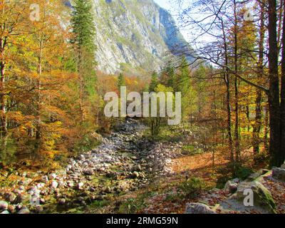 Blick auf Sava Bohinjka zu Beginn seines Flusses in der Lodge in Savica bei Bohinj in der Region Gorenjska in Slowenien mit dem Wald in buntem Schrei Stockfoto