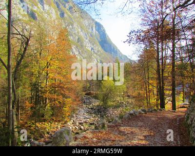 Blick auf Sava Bohinjka zu Beginn seines Flusses in der Lodge in Savica bei Bohinj in der Region Gorenjska in Slowenien mit dem Wald in buntem Schrei Stockfoto