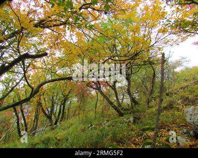 Mannasche oder südeuropäische blühende Esche und europäischer Hainbuchenwald in grünem und rotem Herbstlaub in Slowenien Stockfoto