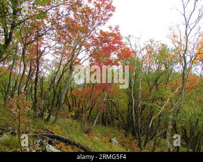 Mannasche oder südeuropäische blühende Esche und europäischer Hainbuchenwald in grünem und rotem Herbstlaub in Slowenien Stockfoto