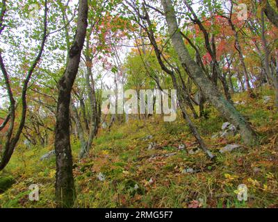 Mannasche oder südeuropäische blühende Esche und europäischer Hainbuchenwald in grünem und rotem Herbstlaub in Slowenien Stockfoto