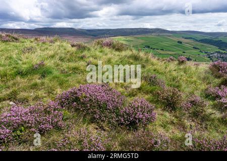 Blick über das Heidekraut von Kinder Scout im Peak District National Park, Derbyshire Stockfoto