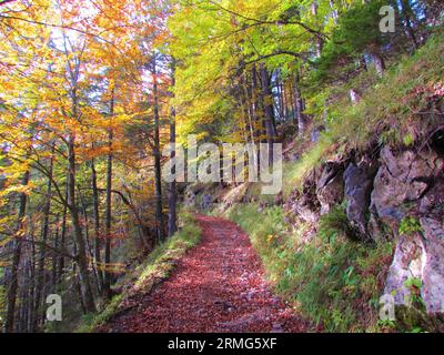 Pfad führt vorbei an einem bunten Buchenwald in gelben und orangen Herbstfarben in Slowenien Stockfoto