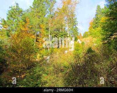 Fichten- und Buchenwald in Slowenien in herbstgelben und orangen Farben Stockfoto