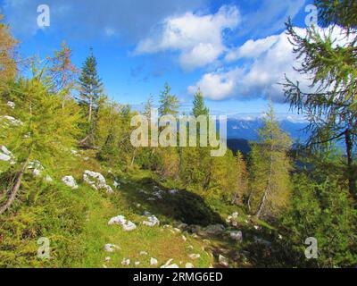 Der europäische Lärchenwald liegt auf dem Gipfel des Mrezce-Berges und oberhalb von Lipanca im Triglav-Nationalpark, Slowenien, in den frühen Herbstfarben gelb und grün Stockfoto