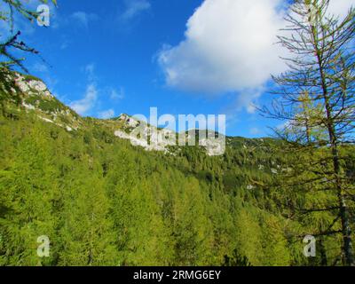 Berg oberhalb von Lipanca im Triglav-Nationalpark und Julische alpen, Gorenjska, Slowenien, bedeckt mit europäischem Lärchenwald Stockfoto