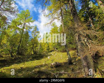 Von Sonnenlicht erhellte Bergwiese, umgeben von einem europäischen Lärchenwald im Frühherbst, gelbes und grünes Laub oberhalb von Lipanca im Nationalpark Triglav, Stockfoto