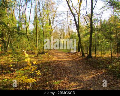 Heller europäischer Hainbuchen- und Fichtenwald in gelben Herbst- oder Herbstfarben bei Sorsko polje in Slowenien, beleuchtet von Sonnenlicht Stockfoto