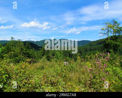 Ansicht des waldreichen Hügels von Jelovica in der Region Gorenjska in Slowenien mit rosa blühender lockiger, plumloser Distel oder welzender Distel (Carduus crispus) Stockfoto