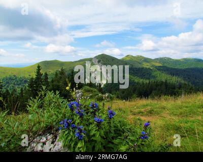 Blick auf das Ratitovec-Gebirge, bedeckt mit Weiden, die oberhalb von Jelovica in der slowenischen Region Gorenjska mit blau blühendem Weidenenzian (GE Stockfoto