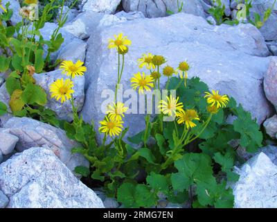 Gelb blühende doronicum grandiflorum-Blüten, die aus einer Felsspalte im Triglav nationa Park und den Julischen alpen, Slowenien, wachsen Stockfoto