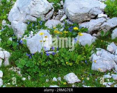 Alpiner Felsengarten mit Ohrblattglocken oder Feenkimmeln (Campanula cochleariifolia) und gelb blühenden Doronicum grandiflorum-Blüten Stockfoto