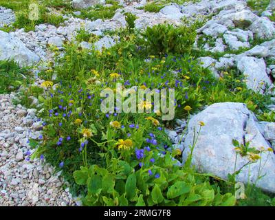 Alpiner Wildgarten mit blauer Ohrblattglocke oder Feenkimmel (Campanula cochleariifolia) und gelbem Leopardenfluch (Doronicum grandiflorum) in TR Stockfoto