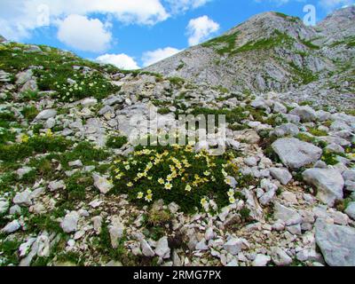 Bergavenen, Achtblättrige Bergavenen, weiße Trockenlaugen und weiße Trockenblumen (Dryas octopetala), die in felsiger alpiner Landschaft in der Triglav-Nation wachsen Stockfoto