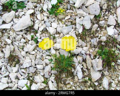 Gelb blühende rhätische Mohnblumen (Papaver rhaeticum) wachsen inmitten der Felsen im Triglav-Nationalpark und in den Julischen alpen, Slowenien Stockfoto