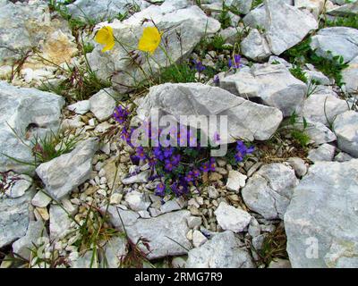 Violette blühende alpentoadflax (Linaria alpina) und gelbe blühende rhätische Mohnblumen (Papaver rhaeticum) wachsen in den Felsen in Triglav natio Stockfoto