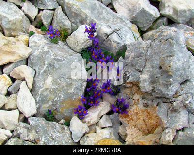 Eine Gruppe violett blühender alpentoadflaxblüten (Linaria alpina), die aus Felsen im Triglav-Nationalpark und in den Julischen alpen, Slowenien, wachsen Stockfoto