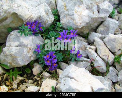 Eine Gruppe violett blühender alpentoadflaxblüten (Linaria alpina), die aus Felsen im Triglav-Nationalpark und in den Julischen alpen, Slowenien, wachsen Stockfoto