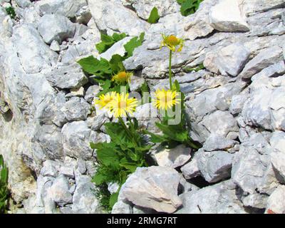 Gelb blühende Doronicum grandiflorum-Blüten, die auf felsigem Gelände im Triglav-Nationalpark und in den Julischen alpen, Slowenien, wachsen Stockfoto