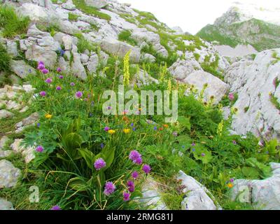 Alpiner Wildgarten mit orangenem Crepis terglouensis, gelbem Habicht (Leontodon pyrenaicus), rosafarbenem Schnittlauch (Allium schoenoprasum) und nördlichem Wolfsfluch Stockfoto