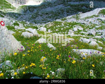 Hochalpenwiese bei Prehodavci im Triglav-Nationalpark und Julische alpen in Gorenjska, Slowenien, voll von gelbem Habicht (Leontodon pyrenaicus) und Pin Stockfoto