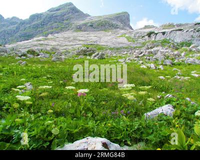 Üppige Hochgebirgsalpenwiese mit weißem Hogweed, gewöhnlichem Hogweed oder Kuhschnitzel und rosafarbenem Schnittlauch (Allium schoenoprasum) in Prehodavci in Triglav nat Stockfoto