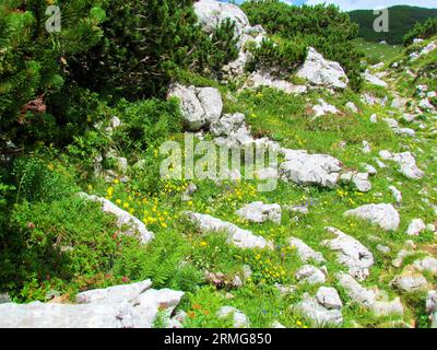 Wunderschöner Garten mit gelb blühender Alpenrose (Helianthemum alpestre), der auf einer felsigen Almwiese in den Kamnik savinja alpen in Slowenien wächst Stockfoto