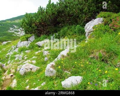 Felsige Almwiese voller gelb blühender Alpenrosen (Helianthemum alpestre) und anderer violetter und weißer Wildblumen in Kamnik-Savinja A Stockfoto