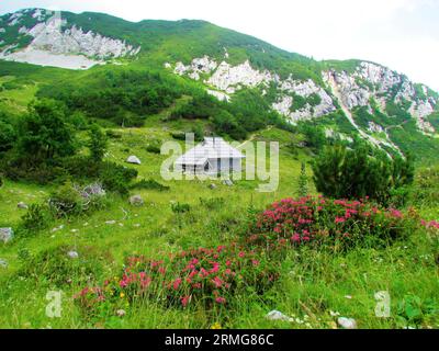 Traditionelle Holzhütte typisch für die Kamnik-savinja-alpen in der Region Gorenjska in Slowenien auf der Koren-Weide mit rosa blühender behaarter alpenrose (R Stockfoto