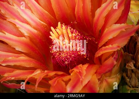 Nahaufnahme des Innenraums der Orangenblüte aus Fasskaktus, die im August in Arizona Filamente, Stigma, Schamanen, Blütenblätter und Pollen zeigt Stockfoto