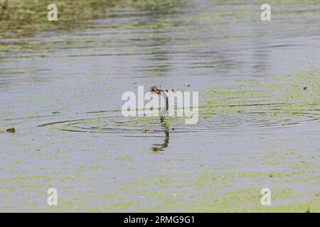 Orientaler Darter oder indischer Darter mit Fischtötung. Stockfoto