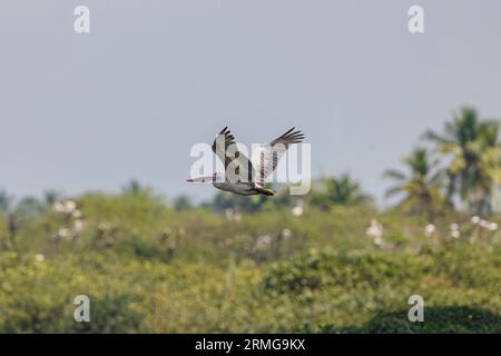 In der Nähe des bedrohten Ortes wird Pelikan im Flug in Natural Habitat in Rechnung gestellt. Stockfoto